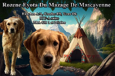 Étalon Golden Retriever - Rozene eyota Du mazage de mascayenne