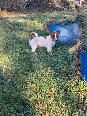 Étalon Jack Russell Terrier - Volcano vesuve De La Colombe Martiniquaise