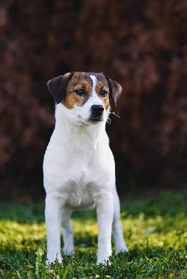 Étalon Jack Russell Terrier - olener getik iva gino