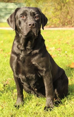 Étalon Labrador Retriever - Rhandy de la Passe de l'Eider