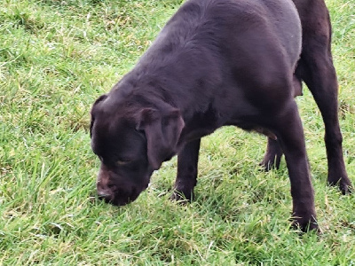 Étalon Labrador Retriever - Rumba du verger de la placette