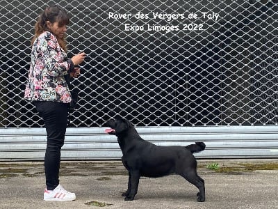 Étalon Labrador Retriever - Rover des Vergers de Taly