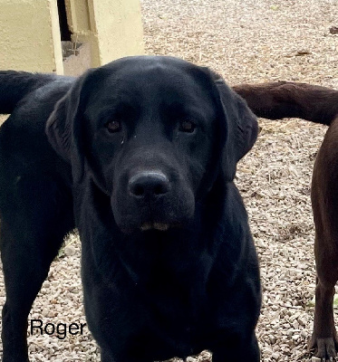 Étalon Labrador Retriever - Roger (Sans Affixe)