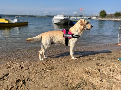 Étalon Labrador Retriever - Talisman des Vergers de Taly