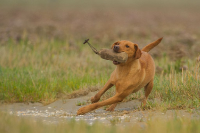 Étalon Labrador Retriever - Star is born Du Marais De Piremont