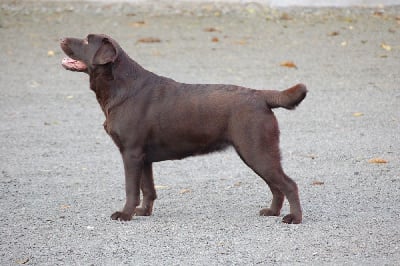 Étalon Labrador Retriever - Thais du taillis madame