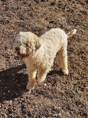 Étalon Lagotto Romagnolo - Olya des Charmes de Bacchus