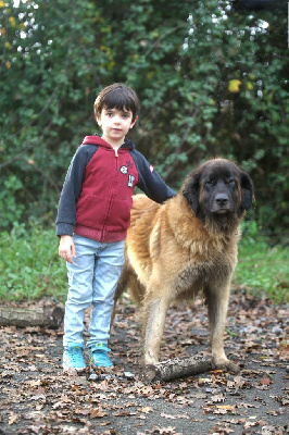 Étalon Leonberger - Show must go on Du Royaume D'ebène