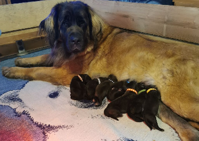 Étalon Leonberger - De La Jolie Campagne Thayxoi