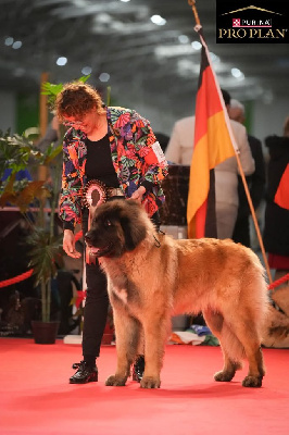 Étalon Leonberger - CH. Toscane de la Vallée des Goganes