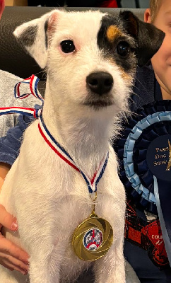 Étalon Parson Russell Terrier - Twinkway van Beck des Folie's Parsons