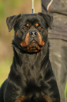 Étalon Rottweiler - Ira von sarajberg