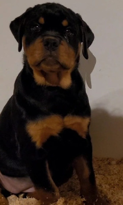 Étalon Rottweiler - VahÏa Des Princes De Calvignac