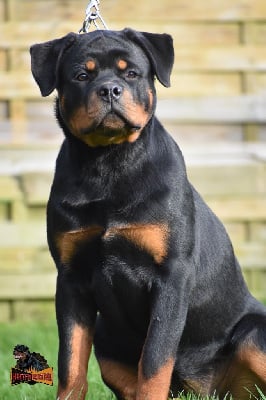 Étalon Rottweiler - Vip celibrity dance Hirten Von Rottweil