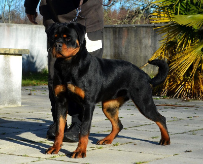 Étalon Rottweiler - Vanessa Des Gardiens De La Veaussardière