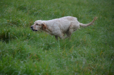 Étalon Setter Anglais - Une follie rousse De la foret des reves bleus