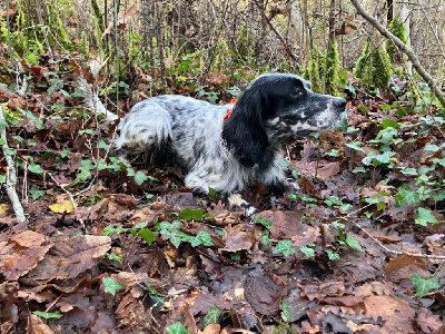 Étalon Setter Anglais - TR. Snoope Du Long Bec D'enchanet