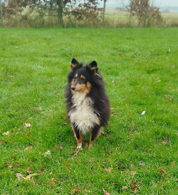 Étalon Shetland Sheepdog - Salmee (Sans Affixe)