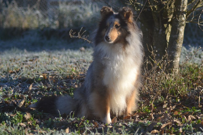 Étalon Shetland Sheepdog - Schtroumpette De La Colline d'Ans