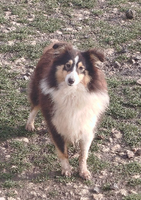 Étalon Shetland Sheepdog - Ulricha de l'Angelarde