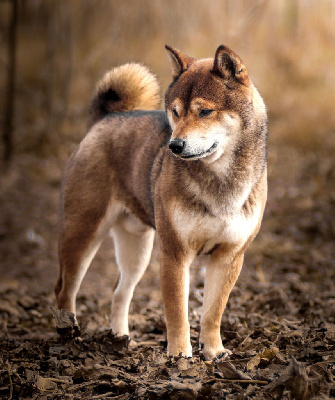 Étalon Shiba - CH. Miki De La Tanière De Saint Loup