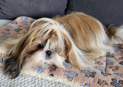 Étalon Shih Tzu - Tissy Boule De Poil Au Grand Coeur