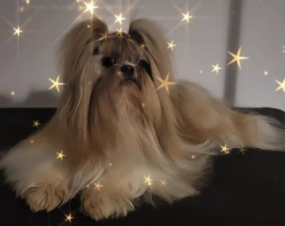 Étalon Shih Tzu - Papillon Des Princes De Jade