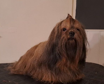 Étalon Shih Tzu - Tchaé de l'empreinte sacrée du Tibet