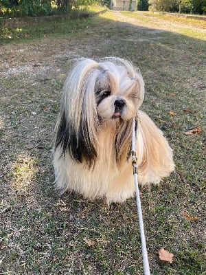 Étalon Shih Tzu - Abracadabra Di casa corsini