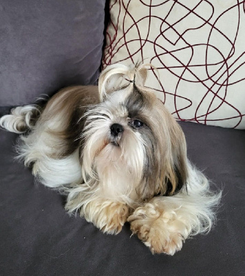 Étalon Shih Tzu - Tivona Boule De Poil Au Grand Coeur