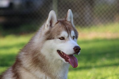 Étalon Siberian Husky - Arkouna Dream's Thorn express