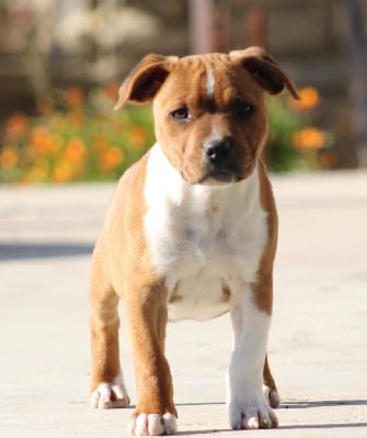 Étalon Staffordshire Bull Terrier - Viko Du Castel Des Petits Coeurs