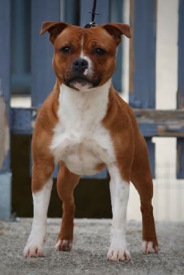 Étalon Staffordshire Bull Terrier - Unstoppable Of Heart's Ghosts