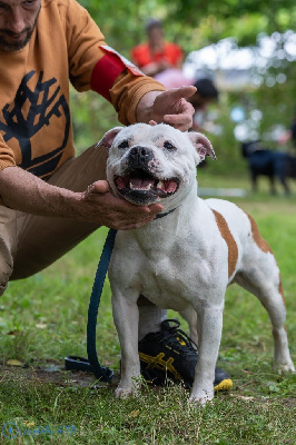 Étalon Staffordshire Bull Terrier - Snatch Du Petit Sunshine