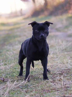 Étalon Staffordshire Bull Terrier - U make me crazy Di Mantstaff