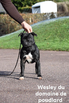 Étalon Staffordshire Bull Terrier - Wesley du Domaine de Poudlard