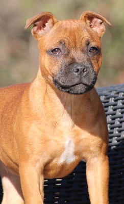 Étalon Staffordshire Bull Terrier - Vaiana De La Furia Roja