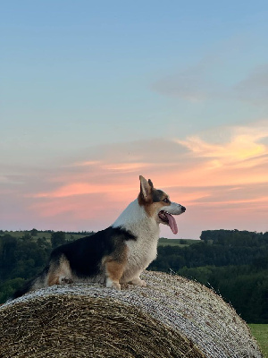 Étalon Welsh Corgi Pembroke - Une diva Des Petites Croquettes