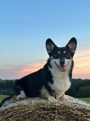 Étalon Welsh Corgi Pembroke - Therese (Sans Affixe)