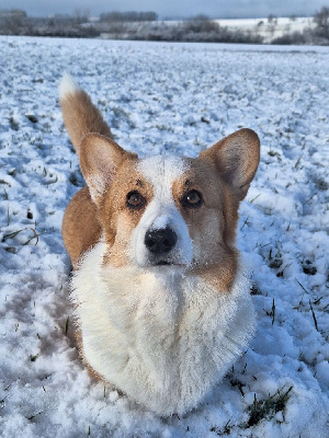 Étalon Welsh Corgi Pembroke - Sapristi's Little Cowboy