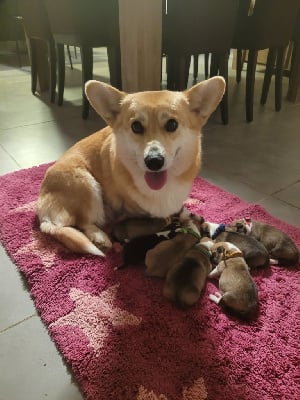 Étalon Welsh Corgi Pembroke - Scarlet witch ONITSHA'S