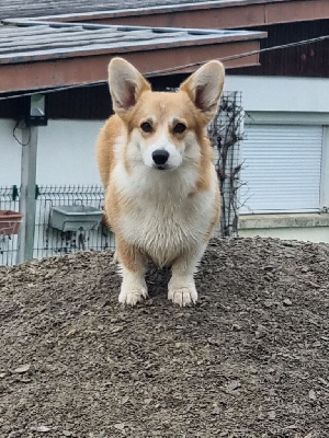 Étalon Welsh Corgi Pembroke - Une lune de miel dite mélyne des Romarins de Mayerling