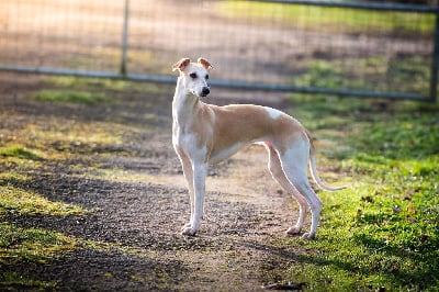 Étalon Whippet - Utopia purple reign Du Domaine De La Poiriere