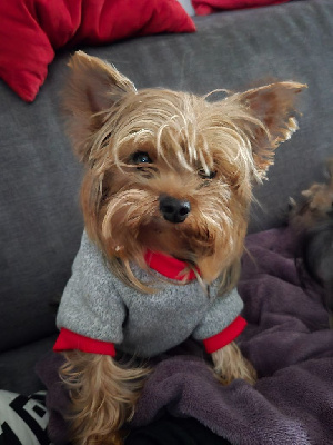 Étalon Yorkshire Terrier - Una Du Royaume Des Choupettes