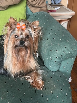 Étalon Yorkshire Terrier - Ouragan d-amour De L'Eternelle Smartys