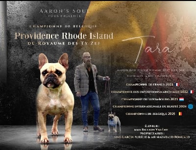 Étalon Bouledogue français - CH. Providence rhode island Du Royaume Des Ty Zef