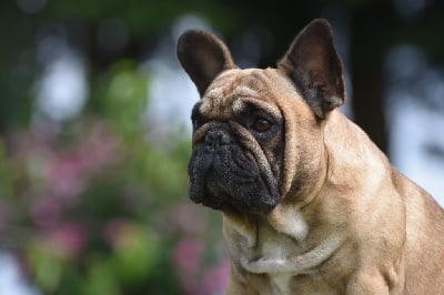 Étalon Bouledogue français - Sartre de l'Or Noir De Paris}