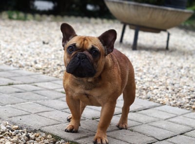 Étalon Bouledogue français - Ubi Des Bulls De L'Odon