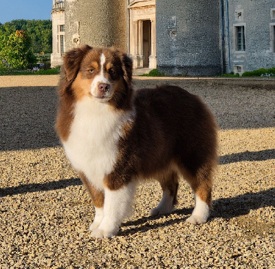 Étalon Berger Américain Miniature - Vittoria esméralda Du clos des duchesses