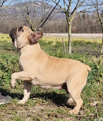 Étalon Bouledogue français - Pamela Du Domaine De Charroi